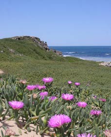 Penguin Island Boardwalks And Walk Trail - SA Accommodation 3