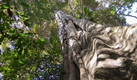 Moore Park Nature Reserve - SA Accommodation 1
