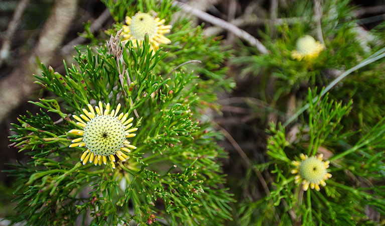 Mount Keira NSW SA Accommodation