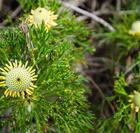 Illawarra lookout walking track - SA Accommodation