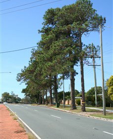 Anzac Memorial Avenue, Redcliffe - SA Accommodation 1