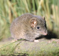 Munmorah State Conservation Area - SA Accommodation