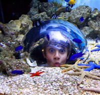Sea Life Sunshine Coast - SA Accommodation