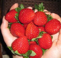 The Strawberry Farm - SA Accommodation