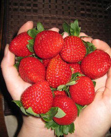 The Strawberry Farm - SA Accommodation 0