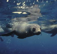 Wilsons Promontory Marine National Park - SA Accommodation