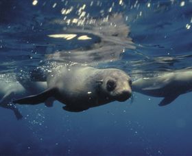 Wilsons Promontory Marine National Park - SA Accommodation 0