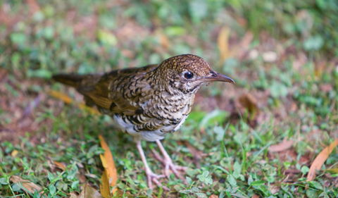 Walk With The Birds Boardwalk - SA Accommodation 1