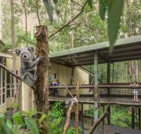 Daisy Hill Koala Centre - SA Accommodation