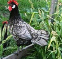 Merry Maidens Veggies - SA Accommodation