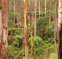 Cycle Mogo State Forest - SA Accommodation