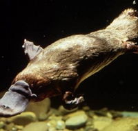 Platypus Pool - SA Accommodation