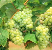 Red Tail Wines - SA Accommodation