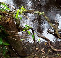 Mogo Bushwalk - SA Accommodation