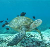 Flinders Reef Dive Site - SA Accommodation