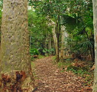 Depot Beach Rainforest walk - SA Accommodation