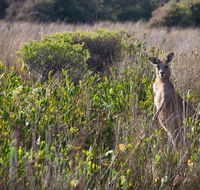 Murramarang Aboriginal Area walking track - SA Accommodation