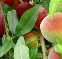 Fruit Salad Tree Company - SA Accommodation