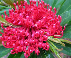 Booderee National Park: Green Patch And Telegraph Creek Walking Tracks - SA Accommodation 3