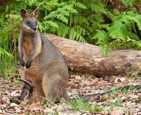 Booderee National Park: Green Patch And Telegraph Creek Walking Tracks - SA Accommodation 7