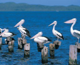Walpole-Nornalup Inlets - SA Accommodation 1