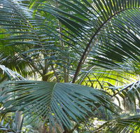 Bangalore Falls walking track - SA Accommodation