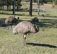 Glen Ian Ostrich and Emu Farm - SA Accommodation
