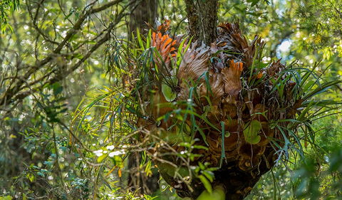 Brimbin Picnic Area - SA Accommodation 3