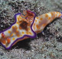 Curtain Artificial Reef Dive Site - SA Accommodation