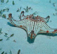 The Pines Dive Site - SA Accommodation