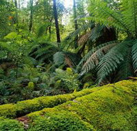 Errinundra National Park - SA Accommodation