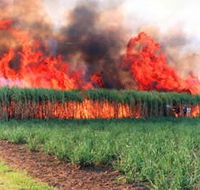 Reeves Family Sugar Cane Farm - SA Accommodation