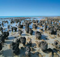 Hamelin Pool Stromatolites - SA Accommodation