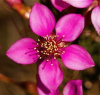 Flora - SA Accommodation