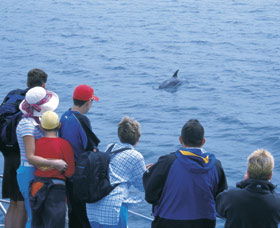 Dolphin Discovery Centre - SA Accommodation 3