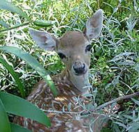 Mesopotamia Lodge Deer Park - SA Accommodation