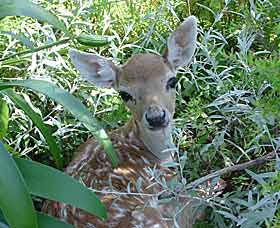 Mesopotamia Lodge Deer Park - SA Accommodation 0