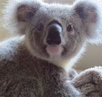 Koala Care Centre in Lismore - SA Accommodation