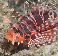 The Seaway Dive Site - SA Accommodation