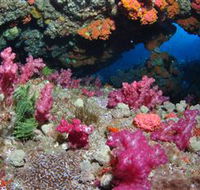Cherubs Cave Dive Site - SA Accommodation