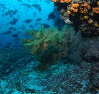 Henderson Rock Dive Site - SA Accommodation