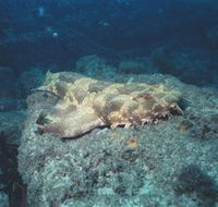 Scottish Prince Dive Site - SA Accommodation