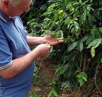 Wombah Coffee Plantation - SA Accommodation