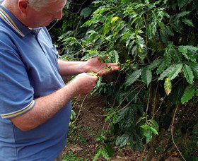 Wombah Coffee Plantation - SA Accommodation 0