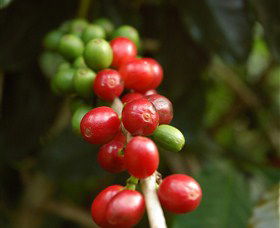 Wombah Coffee Plantation - SA Accommodation 2