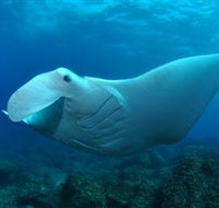Manta Bommie Dive Site - SA Accommodation
