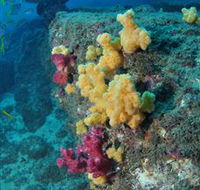 Shag Rock Dive Site - SA Accommodation