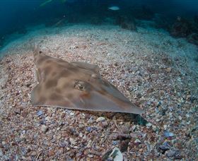 Shag Rock Dive Site - SA Accommodation 1