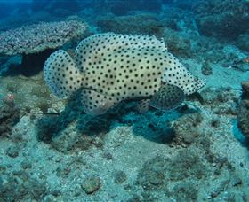 Shag Rock Dive Site - SA Accommodation 2