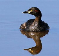 Panboola Wetlands - SA Accommodation